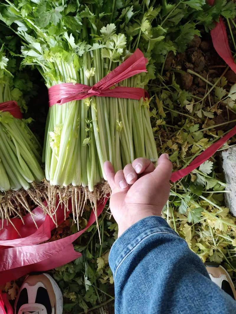 芹菜精品香芹辽宁产地直发新货价格优对接全国欢迎联系