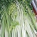 芹菜精品香芹辽宁产地直发新货价格优对接全国欢迎联系