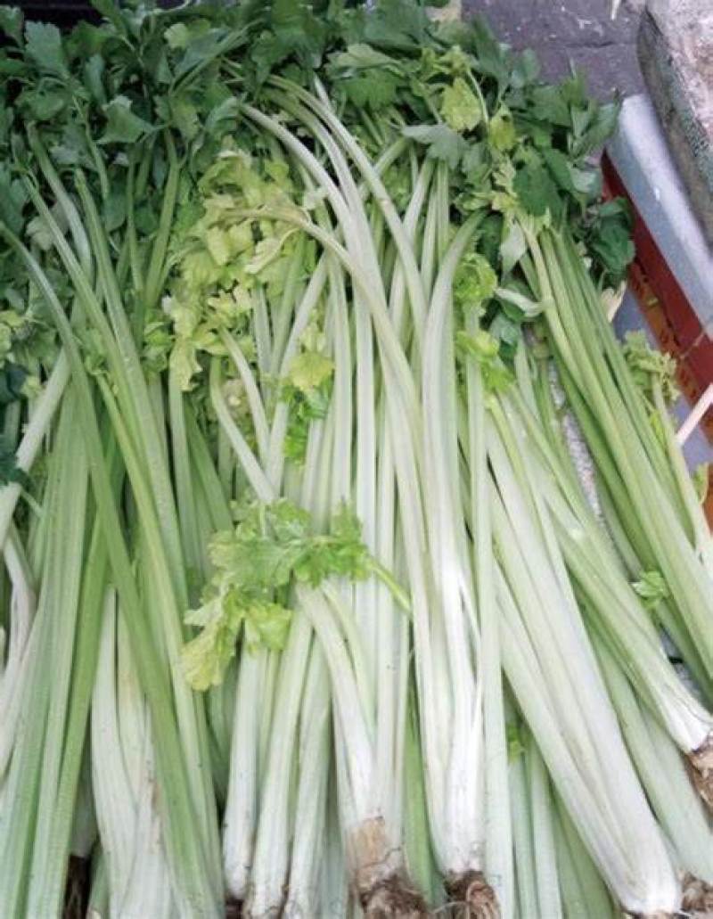 芹菜精品香芹辽宁产地直发新货价格优对接全国欢迎联系