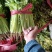 芹菜精品香芹辽宁产地直发新货价格优对接全国欢迎联系