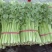 芹菜精品香芹辽宁产地直发新货价格优对接全国欢迎联系