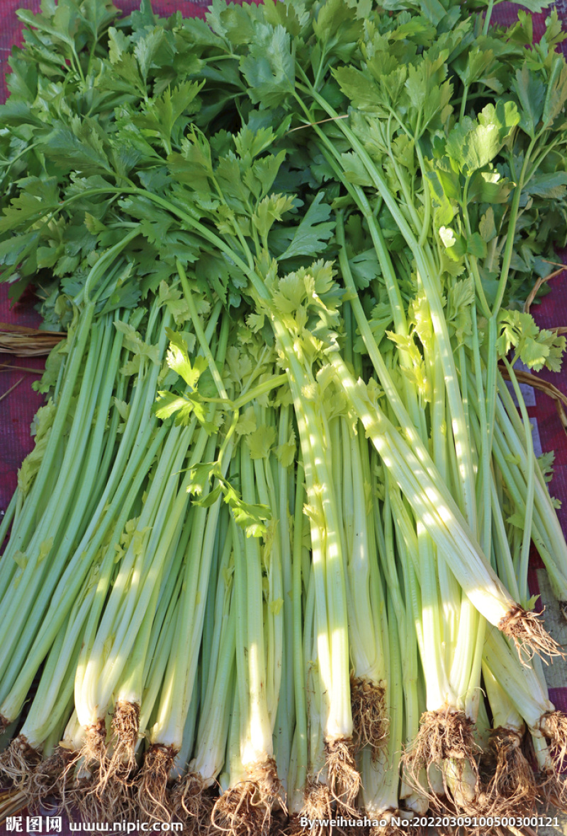 芹菜精品香芹辽宁产地直发新货价格优对接全国欢迎联系