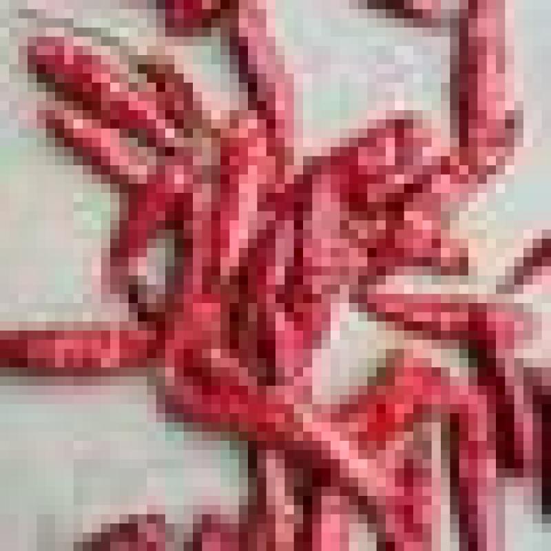 小米辣辣椒干辣椒辽宁锦州直供对接全国欢迎咨询下单