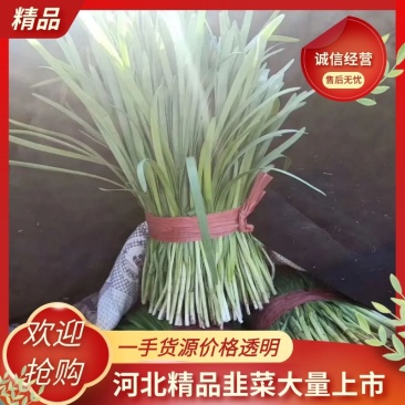 《精品》河北唐山乐亭韭菜大量上市，质量优，货源充足