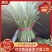 《精品》河北唐山乐亭韭菜大量上市，质量优，货源充足