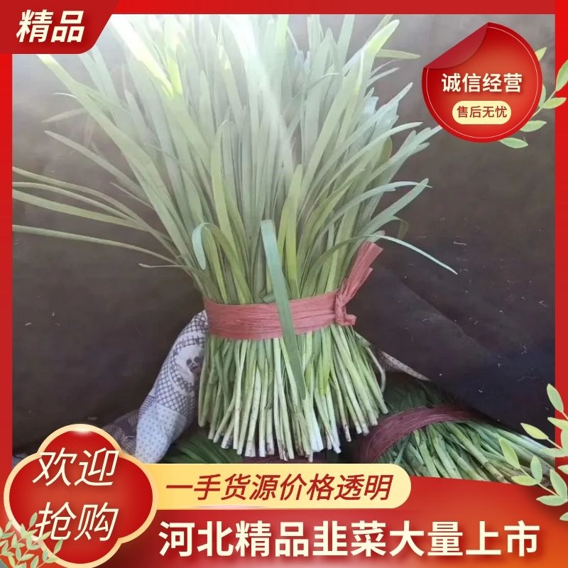 《精品》河北唐山乐亭韭菜大量上市，质量优，货源充足