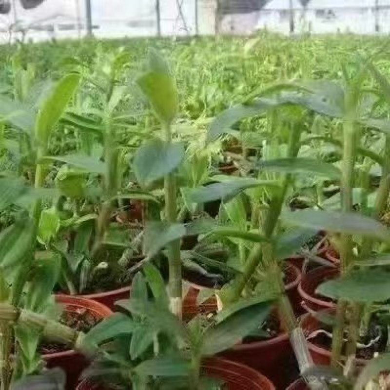 铁皮石斛种植基地，直供质量保证欢迎采购