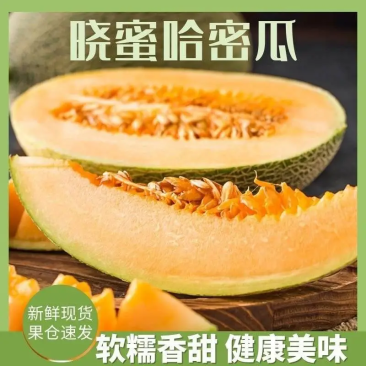 【精品哈密瓜】晓蜜25新疆产地直供市场商超欢迎来电咨询