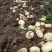 优质土豆精品山东土豆产地一手货源量大从优保质保量