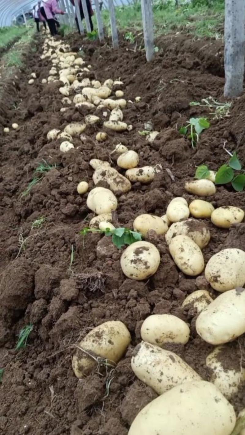 优质土豆精品山东土豆产地一手货源量大从优保质保量