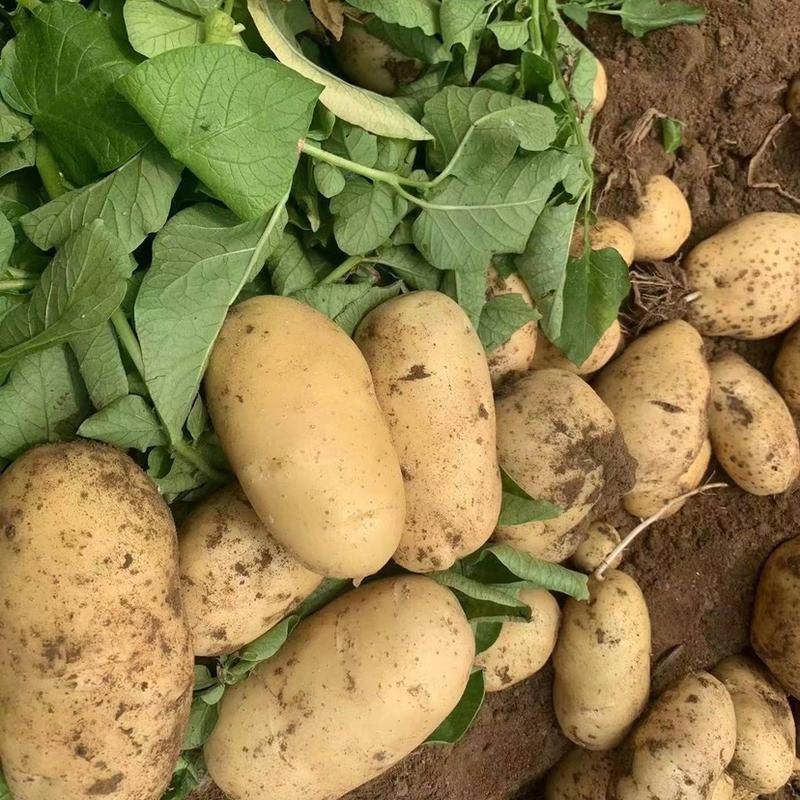 优质土豆精品山东土豆产地一手货源量大从优保质保量