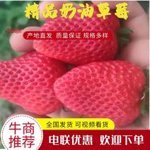 精品贵妃草莓奶油草莓大量上市品质保证一手货源