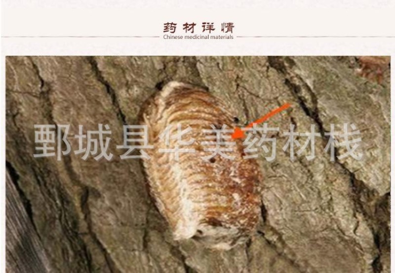 桑螵蛸1000克【华美中药材】批发供应中蒸熟大个桑螵