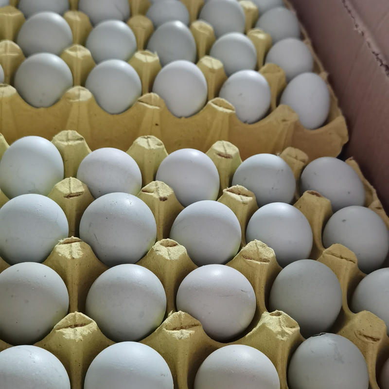 初生绿壳乌鸡蛋420/箱净重34-36斤农家绿壳土鸡蛋