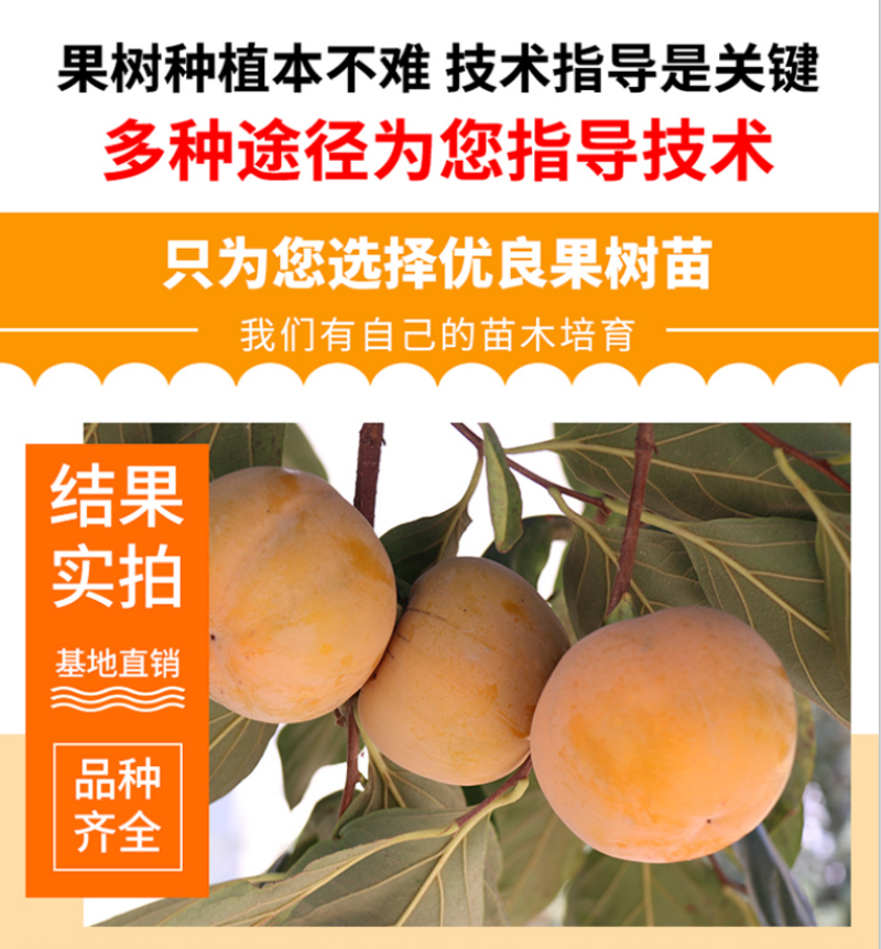 嫁接日本太秋甜柿苗国内的大秋柿子树苗保证品种纯正