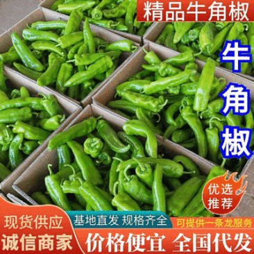 【牛角椒】河南鲜辣椒15-20cm一手货源全国代发