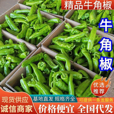 【牛角椒】河南鲜辣椒15-20cm一手货源全国代发