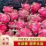 广西【优选】火龙果规格齐全品质保证有需欢迎致电联系