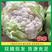 白花菜花优质菜花湖北菜花种植万亩每天走货20万斤