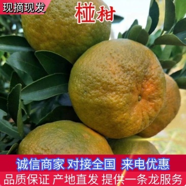 【柑桔】椪柑大量上市产地现摘现发对接市场电商商超