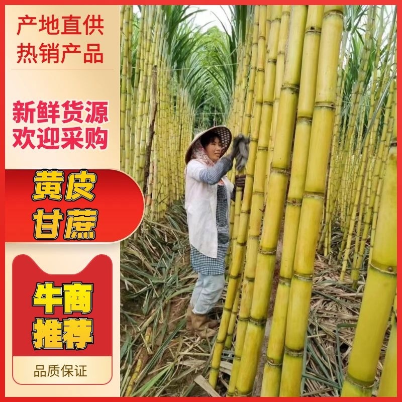 【黄皮甘蔗】云南黄金甘蔗，现砍现发，量大从优欢迎电联