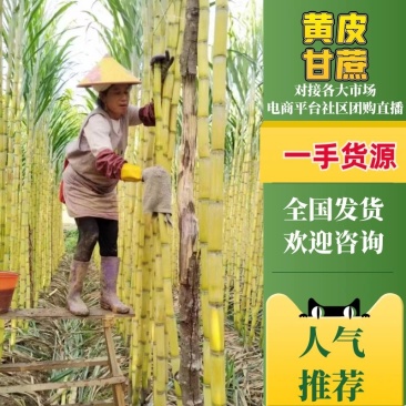 云南甘蔗，黄皮甘蔗大量供应中，皮薄肉满严选品质诚信经营