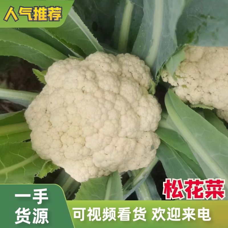 【有机花菜】精品有机花菜松花菜大量供应一手货源价格优惠