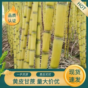 云南黄皮甘蔗黄金甘蔗，黄金甘蔗，批发价，量大价优