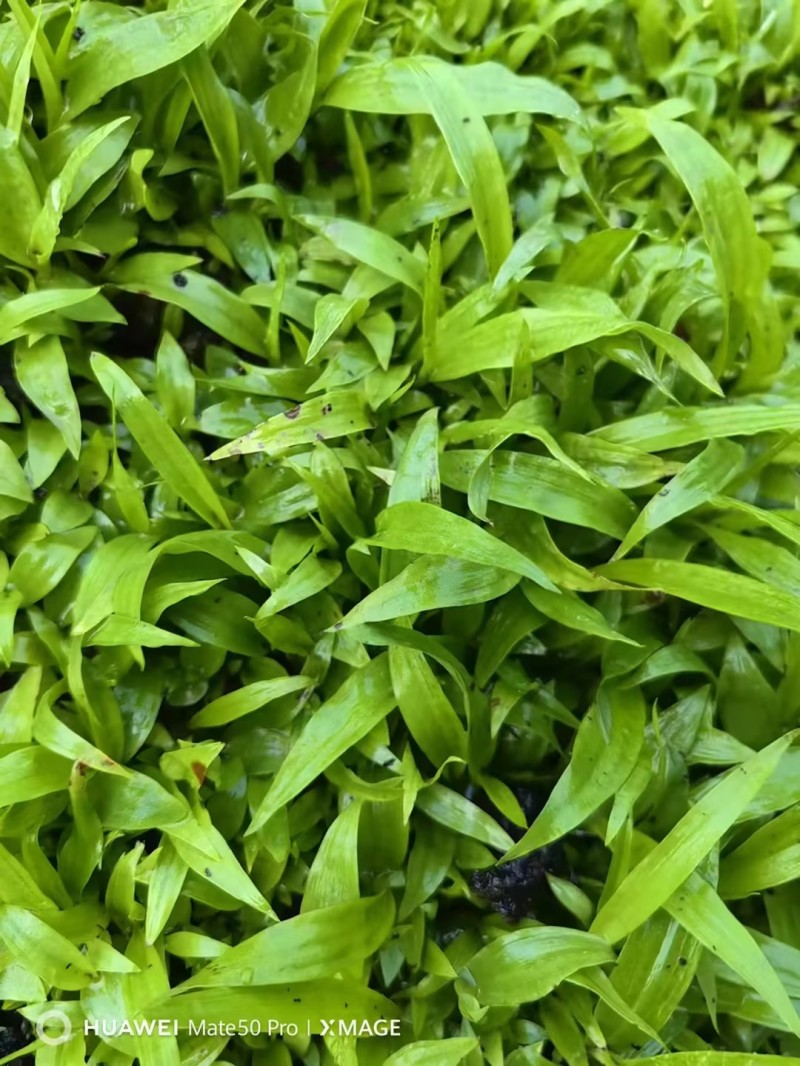 陕西精品白芨训化苗白芨直播苗品种齐全质量保证欢迎来电