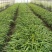 陕西精品白芨训化苗白芨直播苗品种齐全质量保证欢迎来电