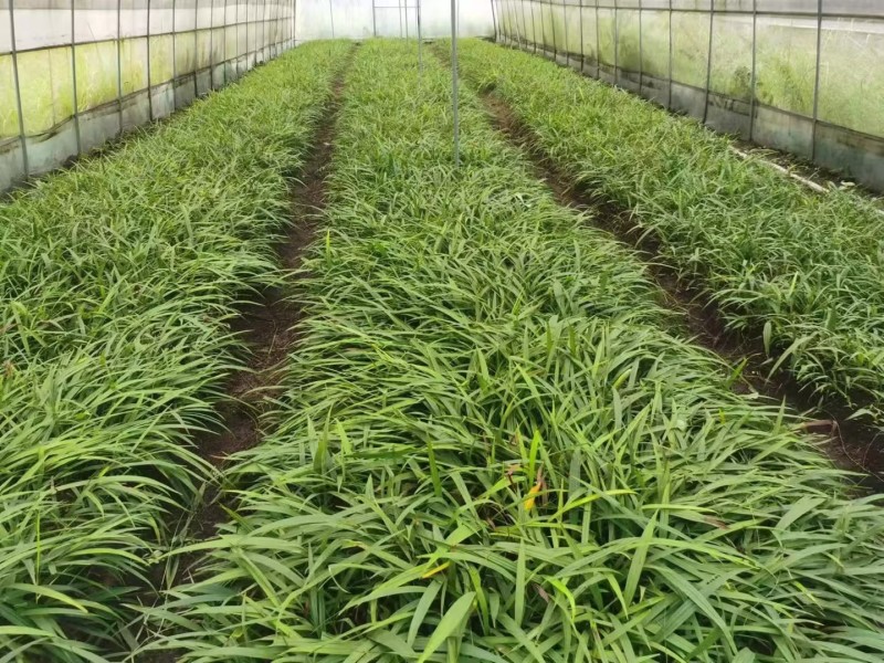 陕西精品白芨训化苗白芨直播苗品种齐全质量保证欢迎来电