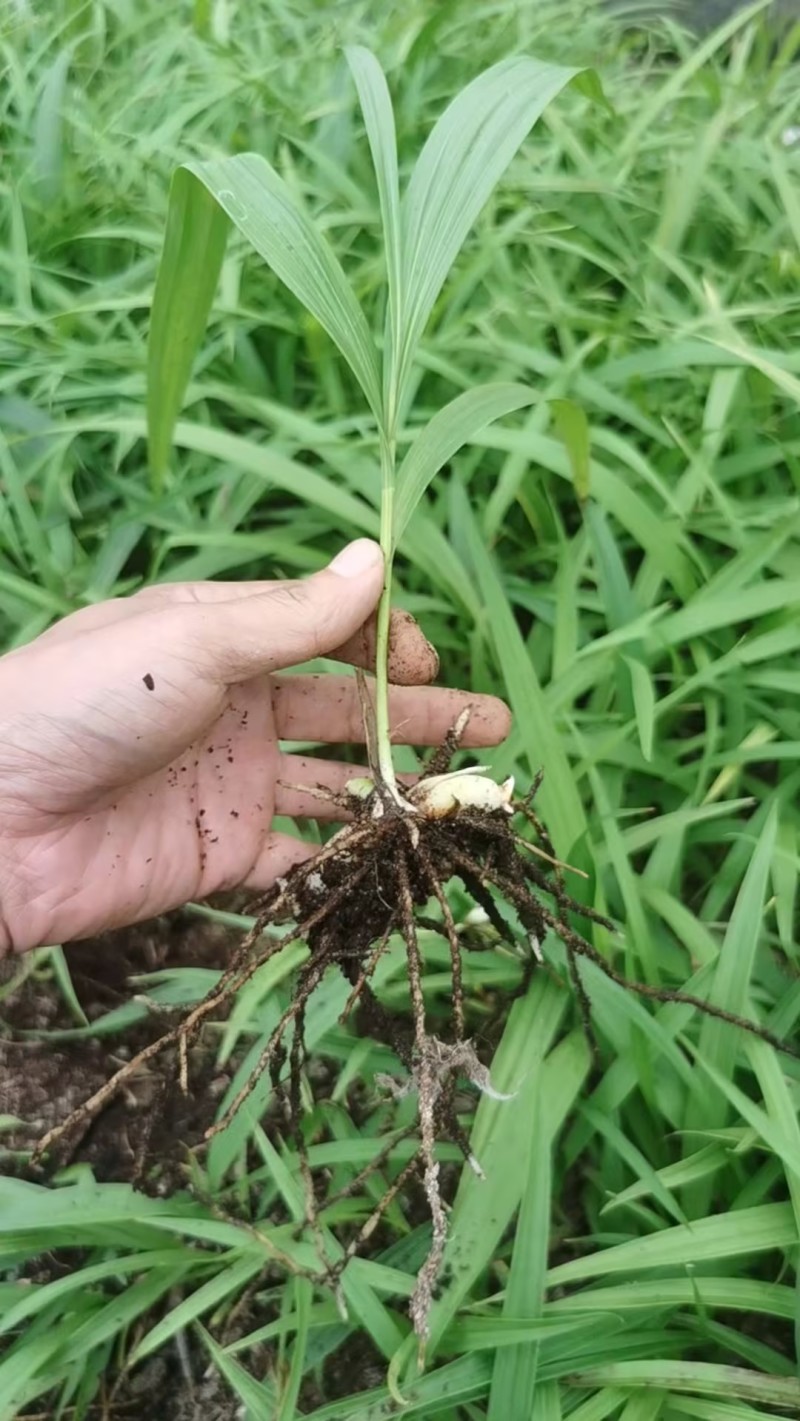 陕西精品白芨训化苗白芨直播苗品种齐全质量保证欢迎来电