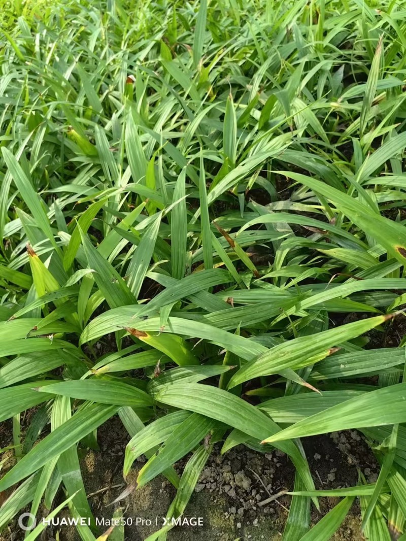陕西精品白芨训化苗白芨直播苗品种齐全质量保证欢迎来电