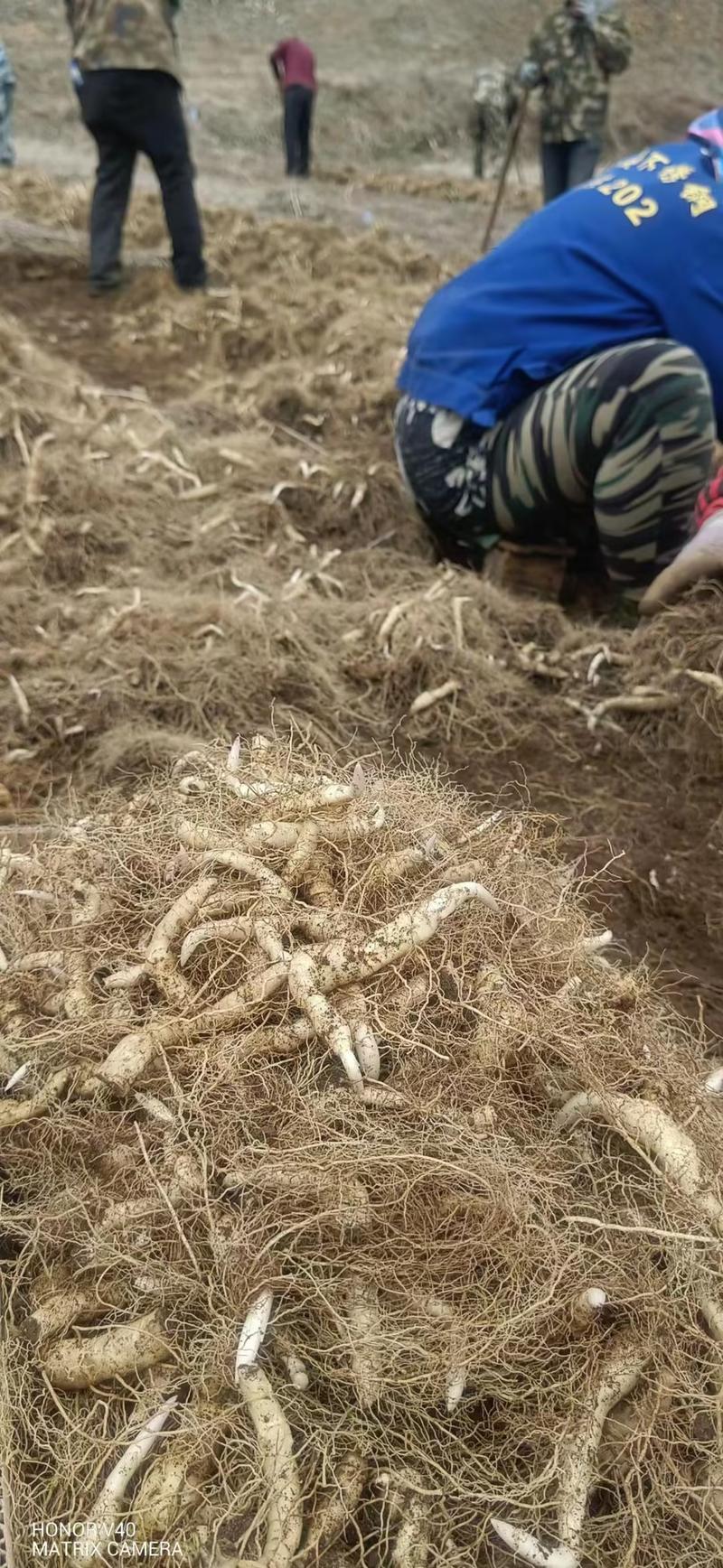 陕西精品黄精种茎苗圃直供品种齐全欢迎来电咨询