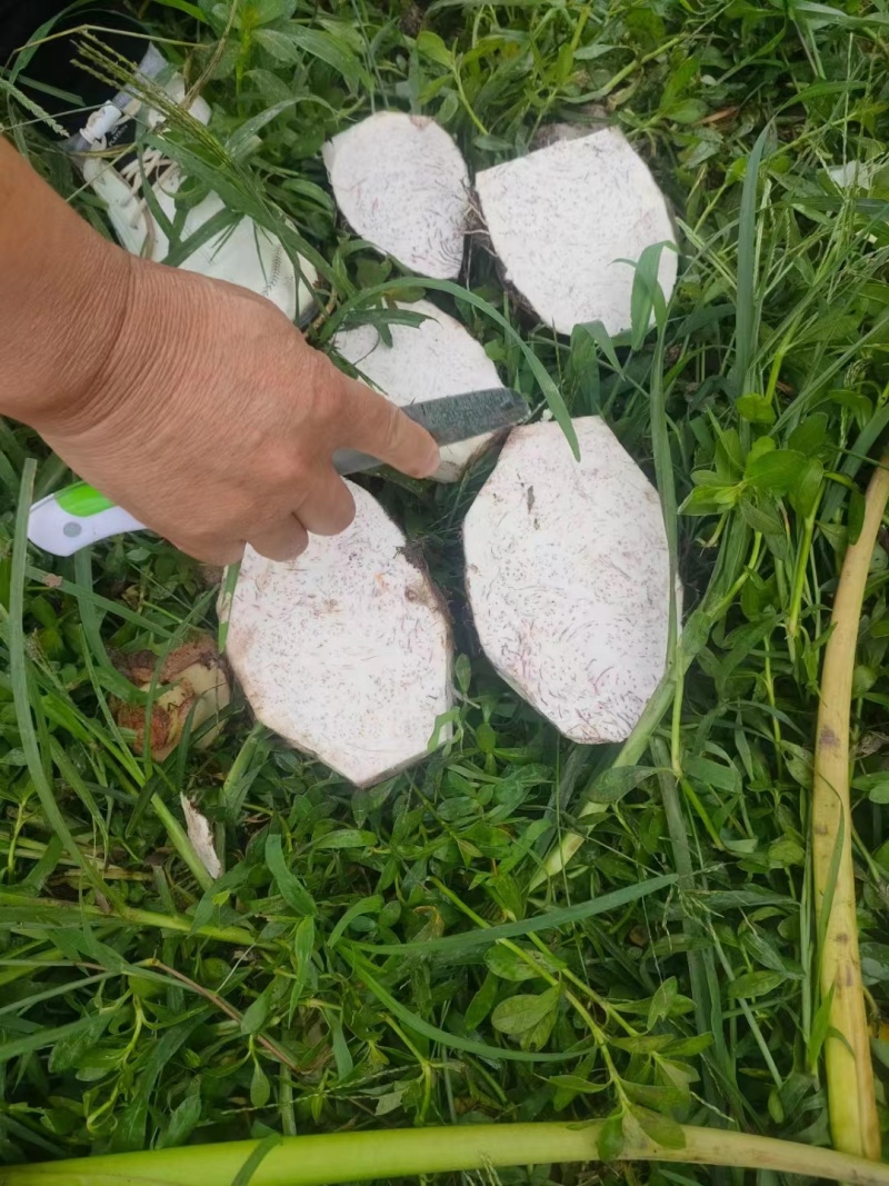 广西香芋大量上市中，有市场的老板赶紧联系，产地大量供应，