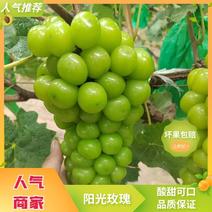 【推荐】河北精品阳光玫瑰葡萄串大果子硬度好甜度高大量供应