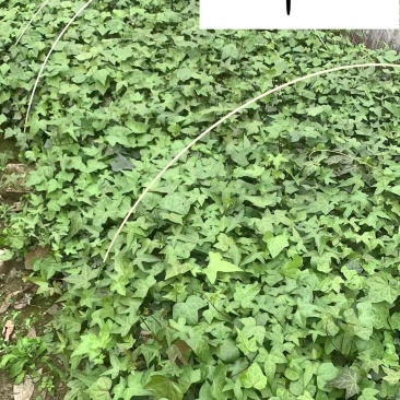 爬山虎爬藤植物专营自家苗圃基地出售爬山虎价格优惠