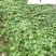 爬山虎爬藤植物专营自家苗圃基地出售爬山虎价格优惠