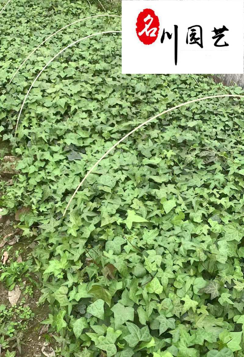 爬山虎爬藤植物专营自家苗圃基地出售爬山虎价格优惠
