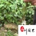 爬山虎爬藤植物专营自家苗圃基地出售爬山虎价格优惠