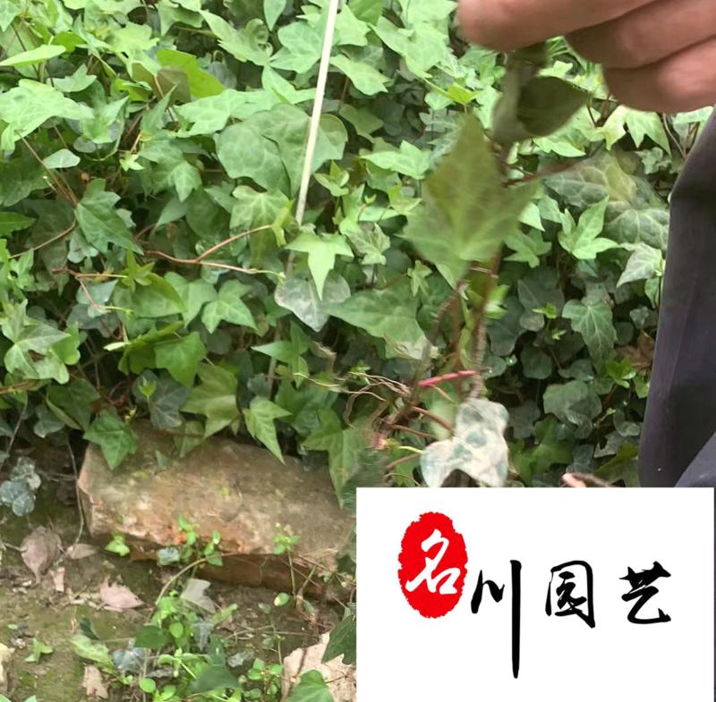 爬山虎爬藤植物专营自家苗圃基地出售爬山虎价格优惠