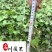 爬山虎爬藤植物专营自家苗圃基地出售爬山虎价格优惠