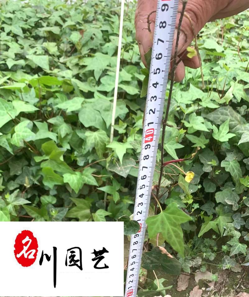 爬山虎爬藤植物专营自家苗圃基地出售爬山虎价格优惠