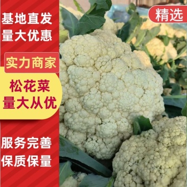菜花白面青梗松花菜万亩基地直发保质保量量大优惠
