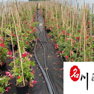 自家苗圃降价处理飘香藤四季开花爬藤植物飘香藤一手货源