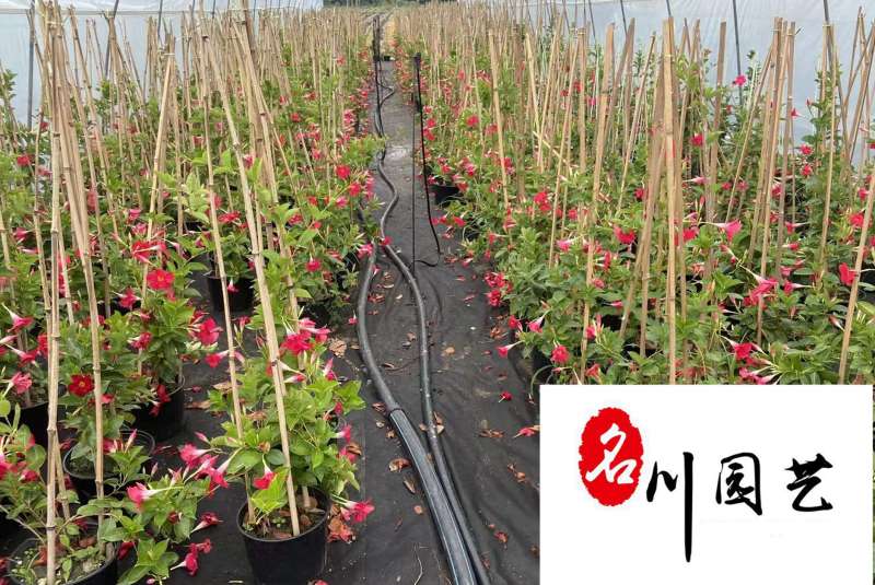 自家苗圃降价处理飘香藤四季开花爬藤植物飘香藤一手货源