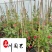 自家苗圃降价处理飘香藤四季开花爬藤植物飘香藤一手货源
