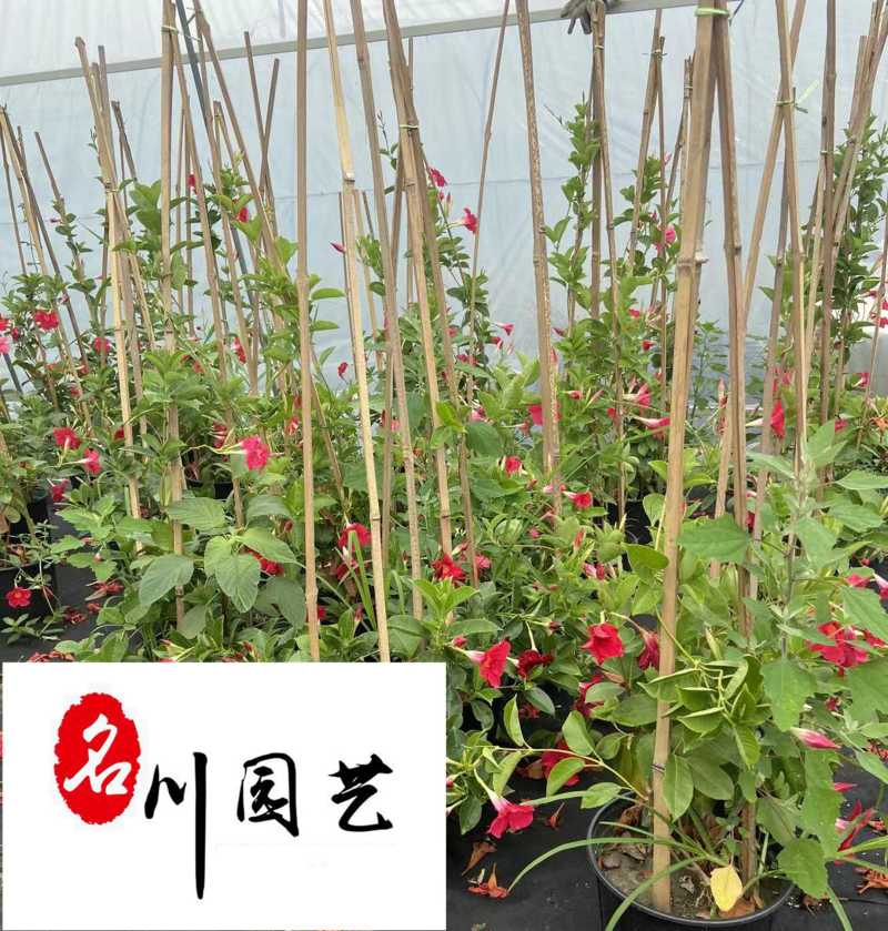 自家苗圃降价处理飘香藤四季开花爬藤植物飘香藤一手货源
