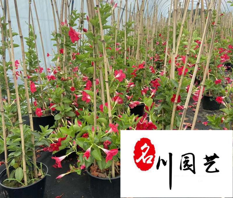 自家苗圃降价处理飘香藤四季开花爬藤植物飘香藤一手货源