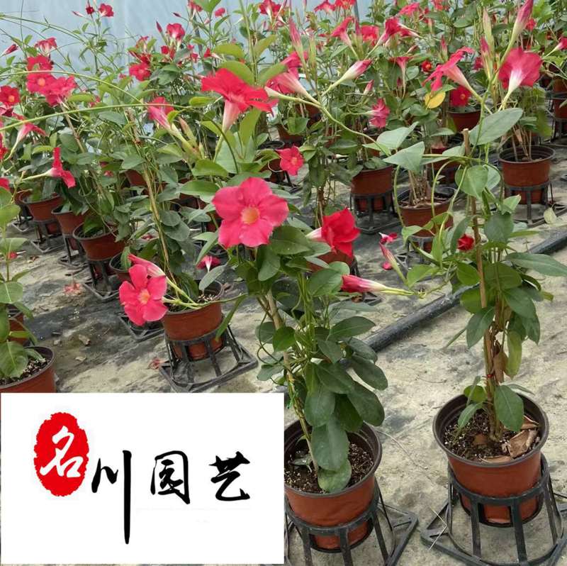 自家苗圃降价处理飘香藤四季开花爬藤植物飘香藤一手货源